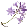 一支丁香花