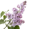 一支丁香花