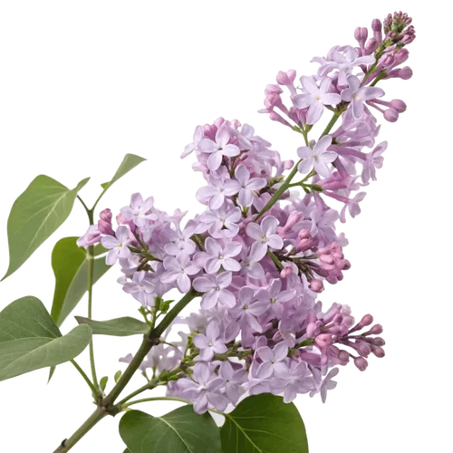 一支丁香花