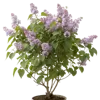 一支丁香花