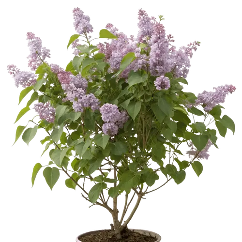 一支丁香花