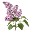 一支丁香花
