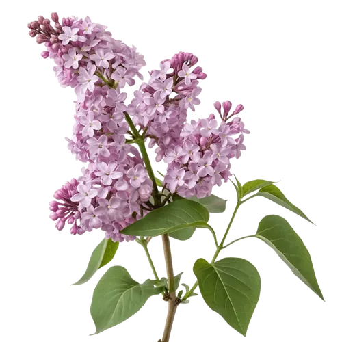 一支丁香花