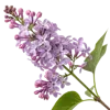 一支丁香花