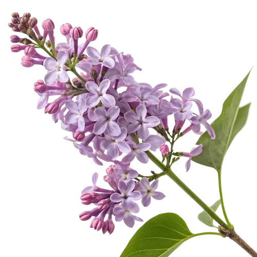 一支丁香花