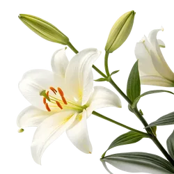 百合花