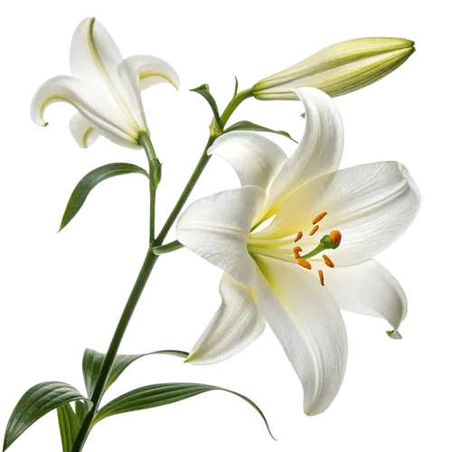 一束百合花