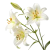 一束百合花