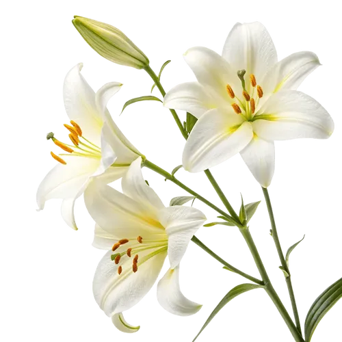 一束百合花