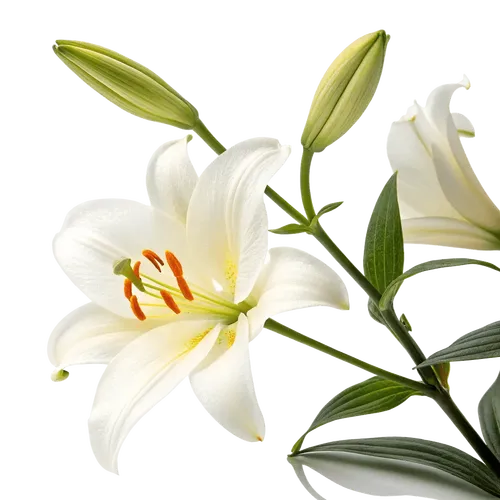 一束百合花