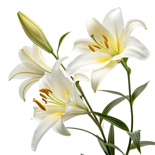 一束百合花
