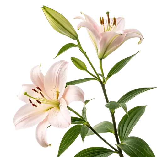 一束百合花