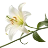 一支百合花