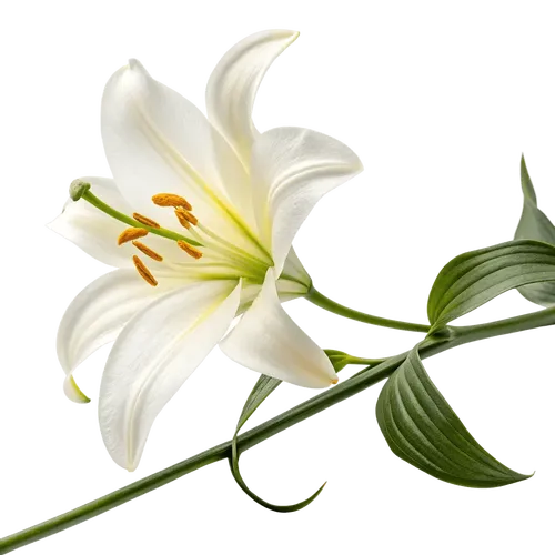 一支百合花