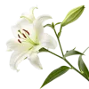 一支百合花