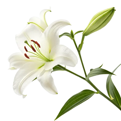 一支百合花
