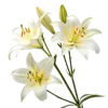 一束百合花
