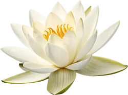 莲花