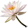 一朵莲花