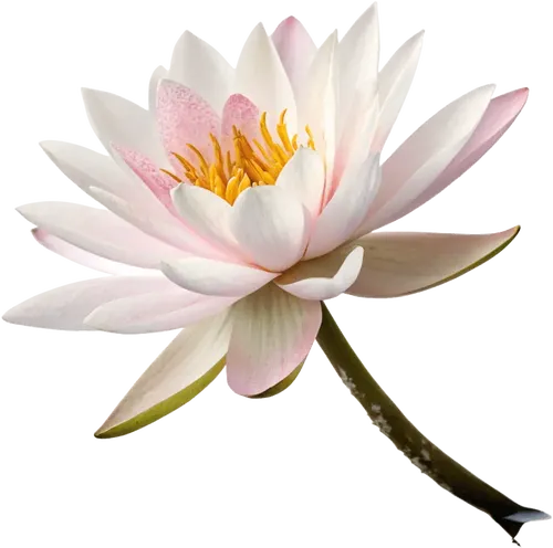 一朵莲花