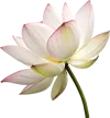 一朵莲花