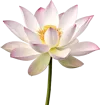 一朵莲花