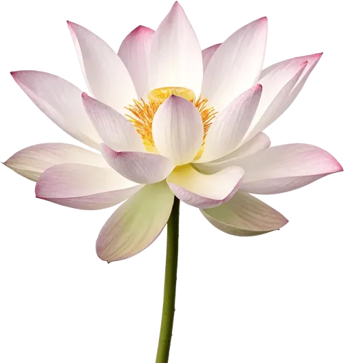 一朵莲花