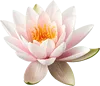 一朵莲花