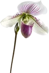 一束兜兰花