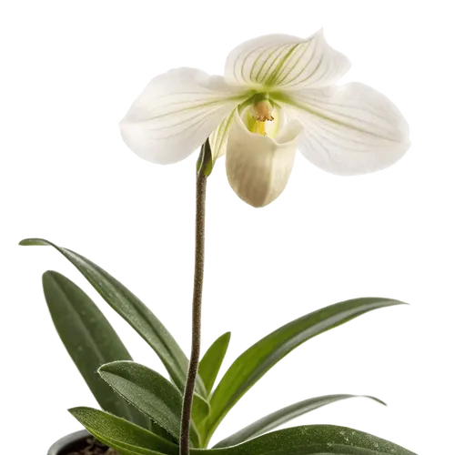 一束兜兰花