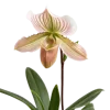 一束兜兰花