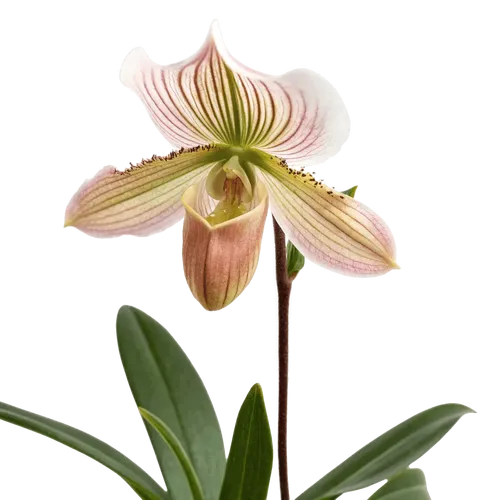 一束兜兰花