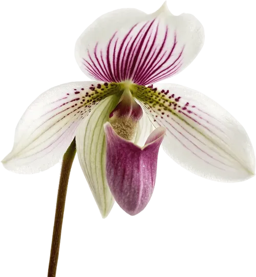 一束兜兰花