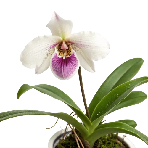 一束兜兰花