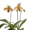 一束兜兰花