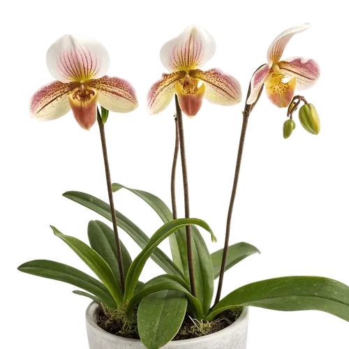 一束兜兰花