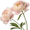 一束牡丹花