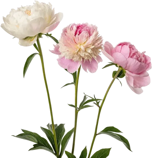 一束牡丹花