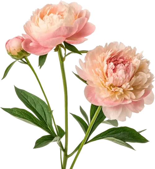 一束牡丹花