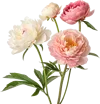 一束牡丹花