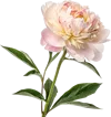 一支牡丹花