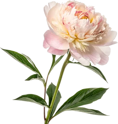 一支牡丹花