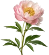 一支牡丹花