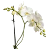 一束蝴蝶兰属