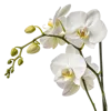 一束蝴蝶兰属