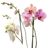 一束蝴蝶兰属