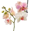 一束蝴蝶兰属