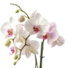 一束蝴蝶兰属
