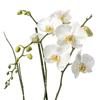 一束蝴蝶兰属