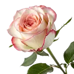 玫瑰花